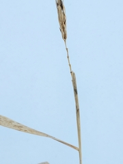 Sporobolus michauxianus
