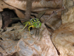 Stictia signata