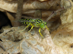 Stictia signata