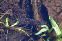 Asellus aquaticus