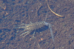 Asellus aquaticus