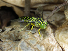 Stictia signata