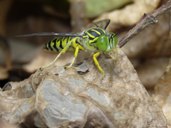Stictia signata