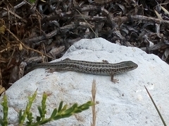 Trachylepis capensis