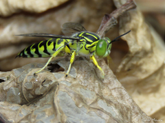 Stictia signata