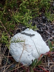 Trachylepis capensis