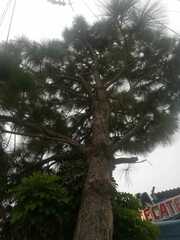 Pinus
