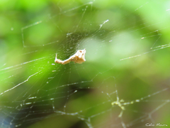 Uloborus