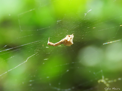 Uloborus