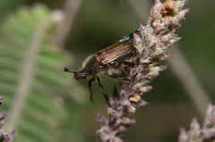 Strigoderma arbicola