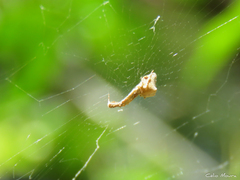 Uloborus