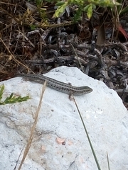 Trachylepis capensis