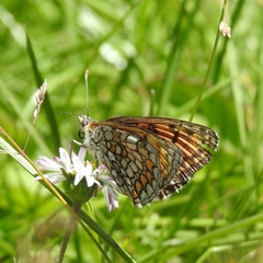 Melitaea parthenoides