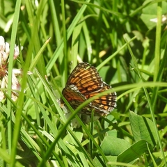 Melitaea parthenoides