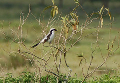 Lanius excubitoroides