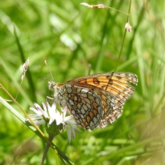 Melitaea parthenoides