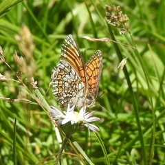 Melitaea parthenoides