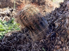 Echinocereus reichenbachii baileyi