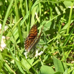 Melitaea parthenoides