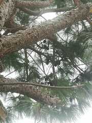 Pinus