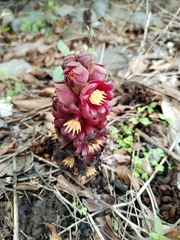 Bdallophytum americanum