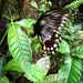 Papilio bridgei - Photo (c) plantcrazy007, algunos derechos reservados (CC BY-NC)