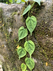 Philodendron hederaceum