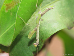 Parastagmatoptera