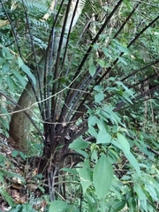 Gymnosphaera podophylla