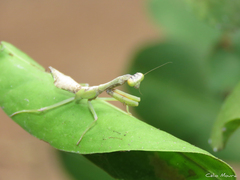 Parastagmatoptera