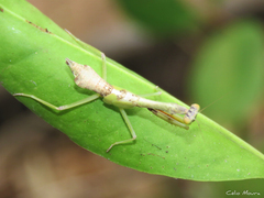 Parastagmatoptera
