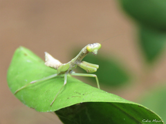 Parastagmatoptera