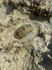 Acanthopleura granulata