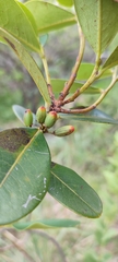 Erythroxylum
