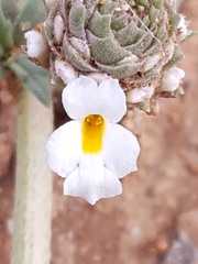 Phyla cuneifolia
