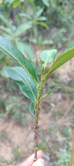 Erythroxylum