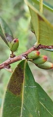 Erythroxylum