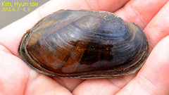 Nodularia breviconcha