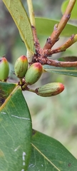 Erythroxylum