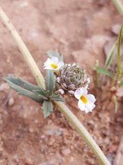 Phyla cuneifolia