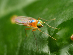 Neurigona squamifera