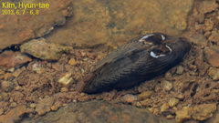 Nodularia breviconcha
