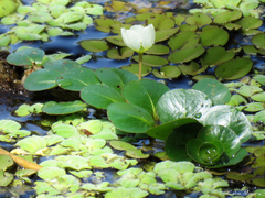 Ludwigia helminthorrhiza