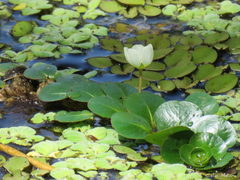 Ludwigia helminthorrhiza