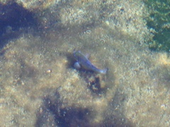 Cyprinodon nevadensis