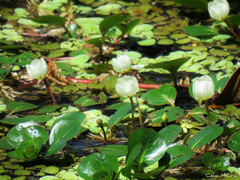 Ludwigia helminthorrhiza