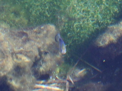 Cyprinodon nevadensis