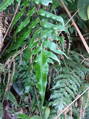Gymnosphaera podophylla