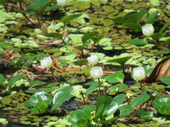 Ludwigia helminthorrhiza