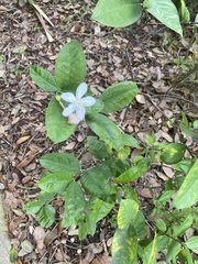 Wrightia antidysenterica